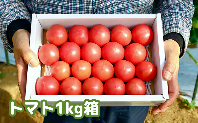 まっことうまい！水田さんのフルーツトマト【約1kg / 化粧箱入】