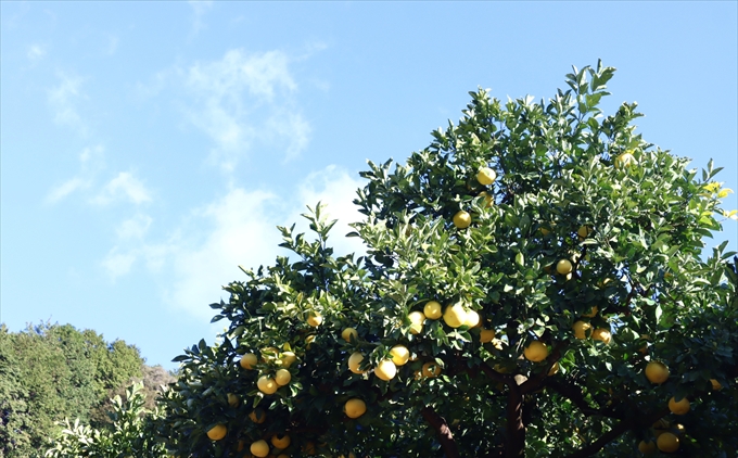 香る！さっぱり！岡林さんの土佐文旦　家庭用5kg