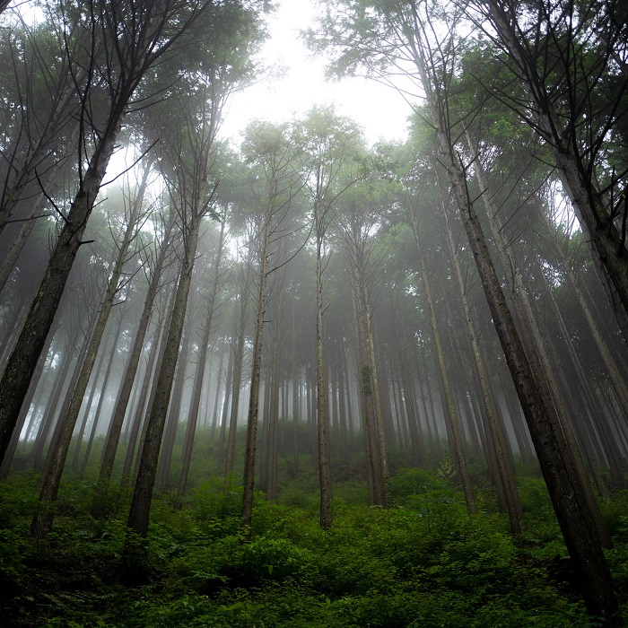 0162001 によどヒノキウォーター　３点セット