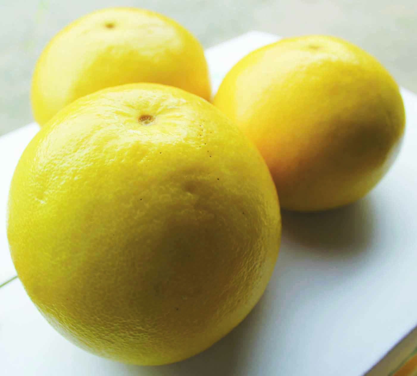 0121601 早春の味わい　つやつやに輝く土佐文旦 （大小混合約20玉／10kg１箱） ※令和8年３月下旬頃より発送開始