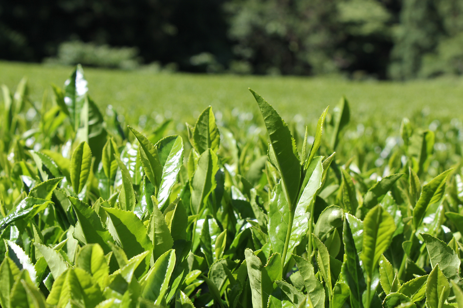 0110202 池川一番茶 飲みくらべセット