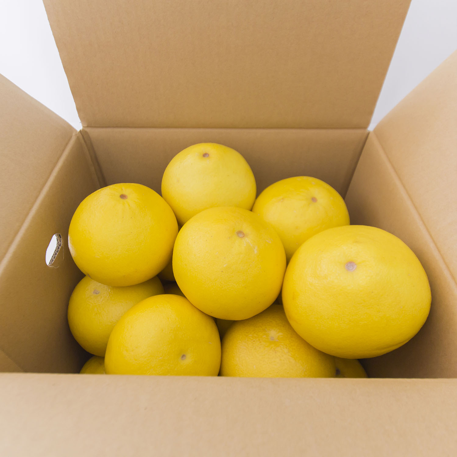 0122901 清流仁淀川の側で育てた片岡園芸の土佐文旦 ※令和8年３月下旬頃より発送開始