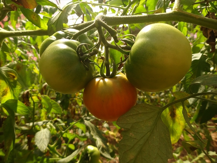 0111101 無加温で収穫する　夏秋限定の　[よしこさんのトマト]（1kg/１箱） ※令和6年10月中旬で受付終了