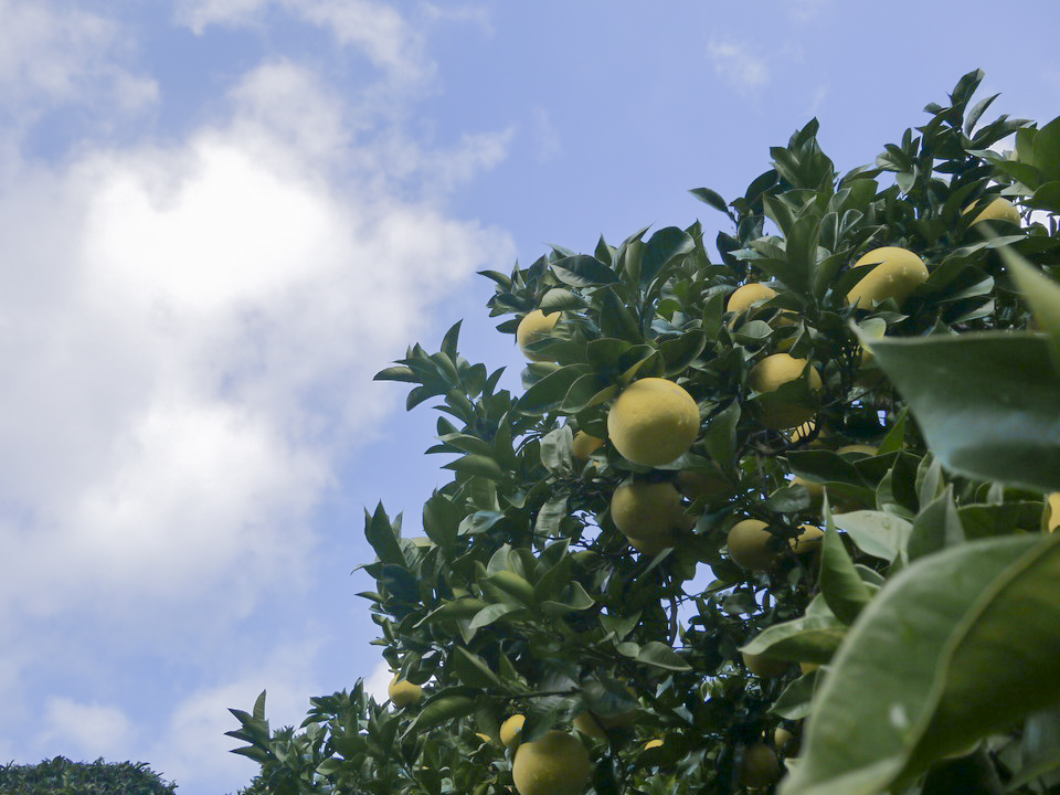 0121601 早春の味わい　つやつやに輝く土佐文旦 （大小混合約20玉／10kg１箱） ※令和8年３月下旬頃より発送開始