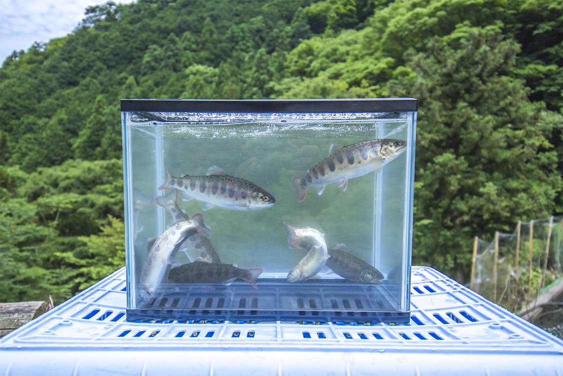 0211701 明神山のふもとの清流育ちのゆず天魚(あまご)　セット