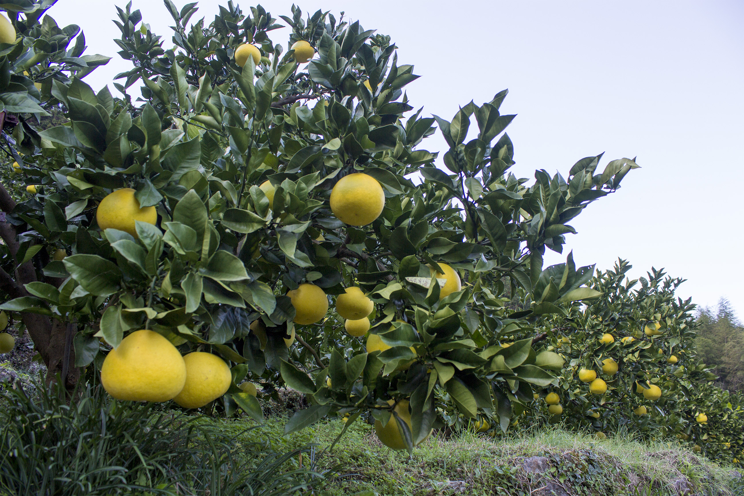 0122901 清流仁淀川の側で育てた片岡園芸の土佐文旦 ※令和8年３月下旬頃より発送開始