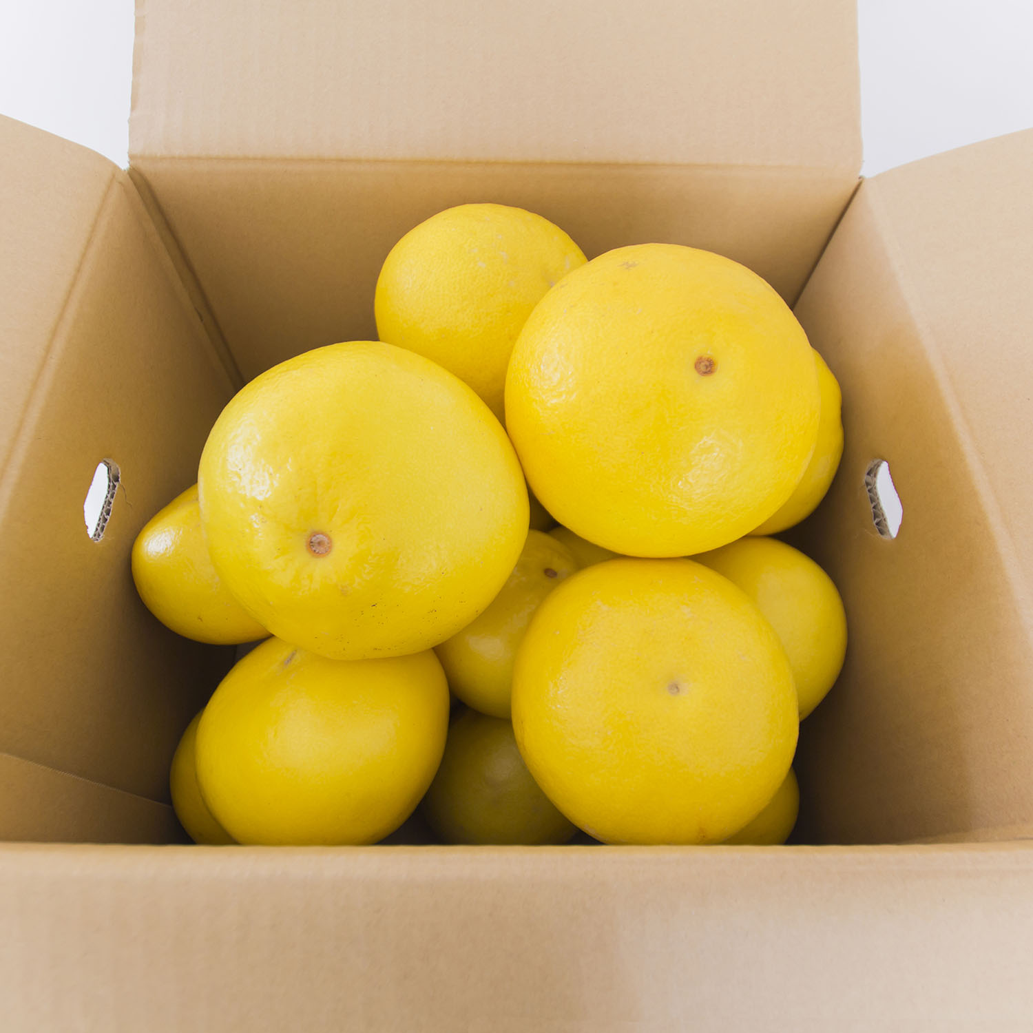 0121601 早春の味わい　つやつやに輝く土佐文旦 （大小混合約20玉／10kg１箱） ※令和8年３月下旬頃より発送開始