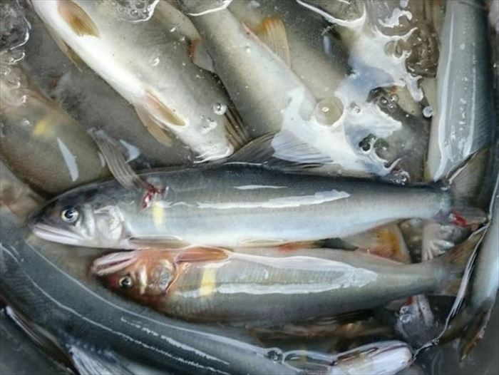 0452401　鮎屋仁淀川の友釣り天然鮎1kg（14-28尾）