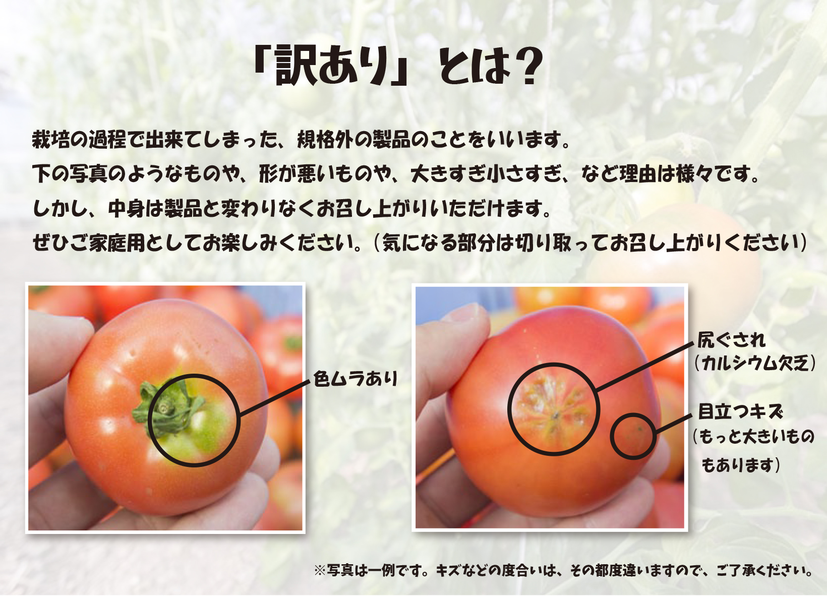 0072702 そらの訳ありトマト（約１.２kg）