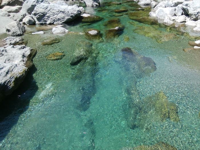 0232401　鮎屋仁淀川の仁淀ブルー友釣あゆ500g（5-14尾）