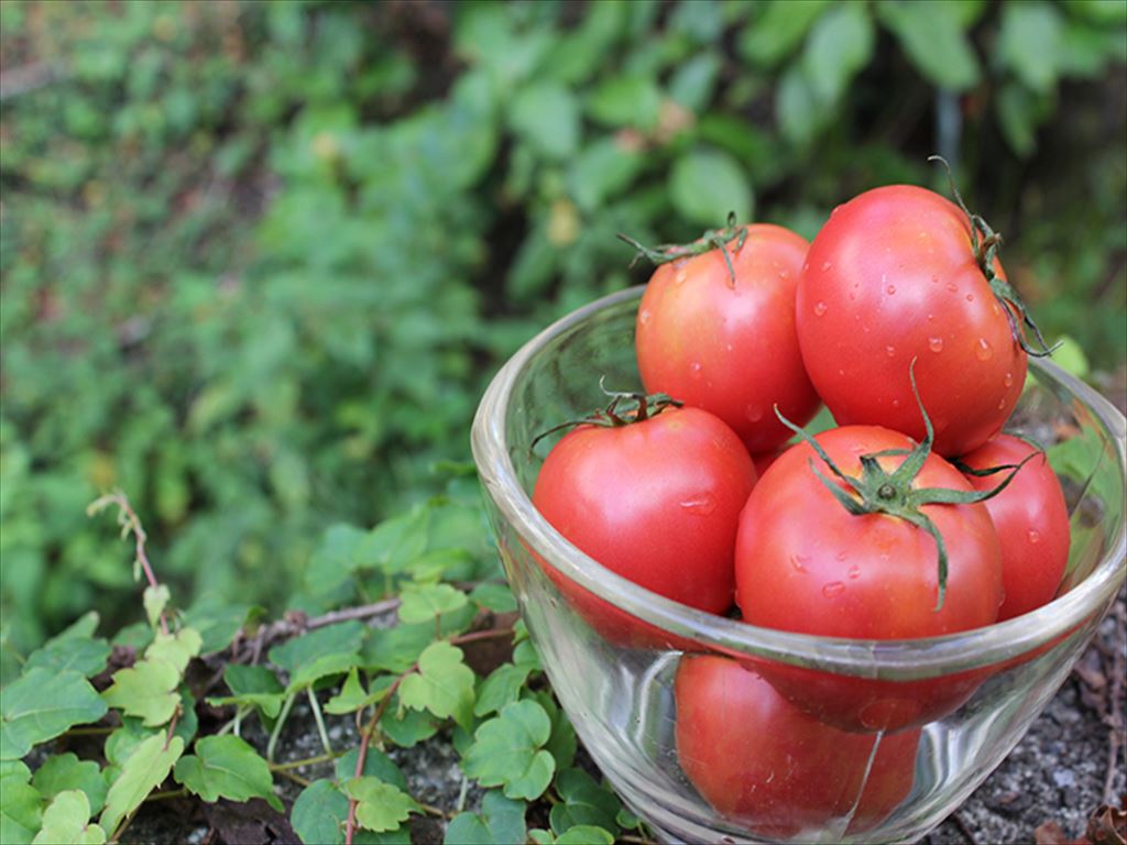 0111101 無加温で収穫する　夏秋限定の　[よしこさんのトマト]（1kg/１箱） ※令和6年10月中旬で受付終了