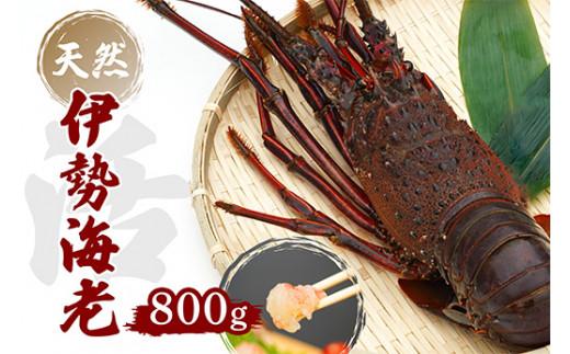 産地直送！＜生＞ 伊勢海老 ( レシピ付き ) 800g