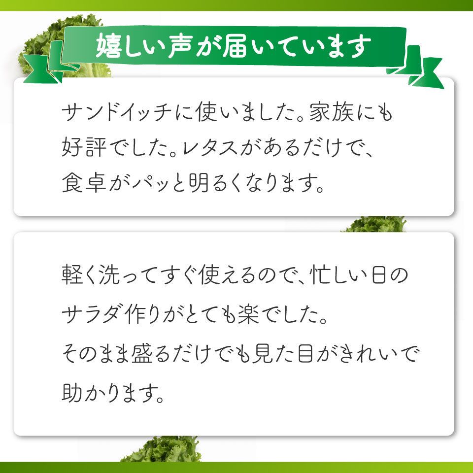 ＜佐川町産 リーフレタス 10袋＞水耕栽培 野菜 高知 新鮮 西村農園