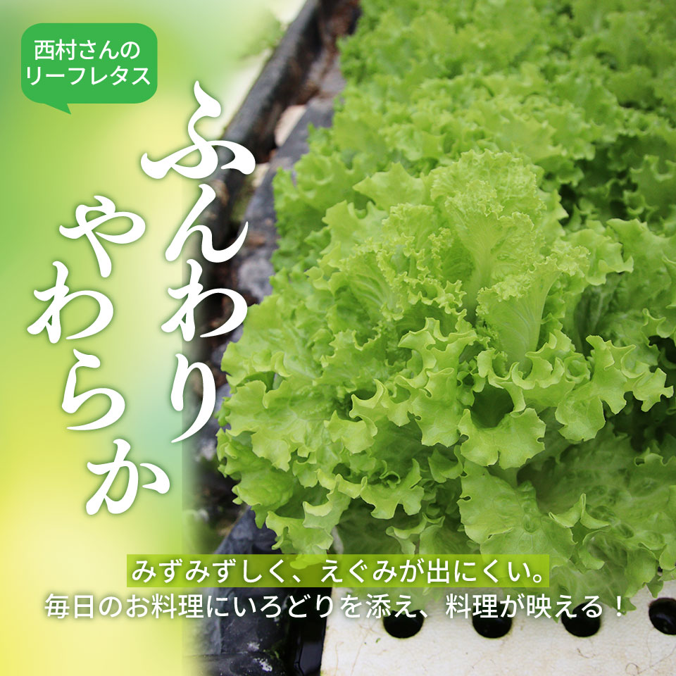＜佐川町産 リーフレタス 10袋＞水耕栽培 野菜 高知 新鮮 西村農園