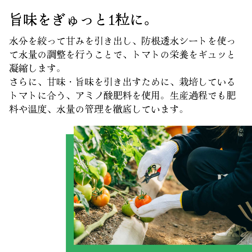 【3回定期便】フルーツトマト 原田農園 約1,800g 大箱（12月下旬～5月頃発送）＜2024年12月下旬頃より発送＞＜毎年12月上旬頃まで申込受付＞