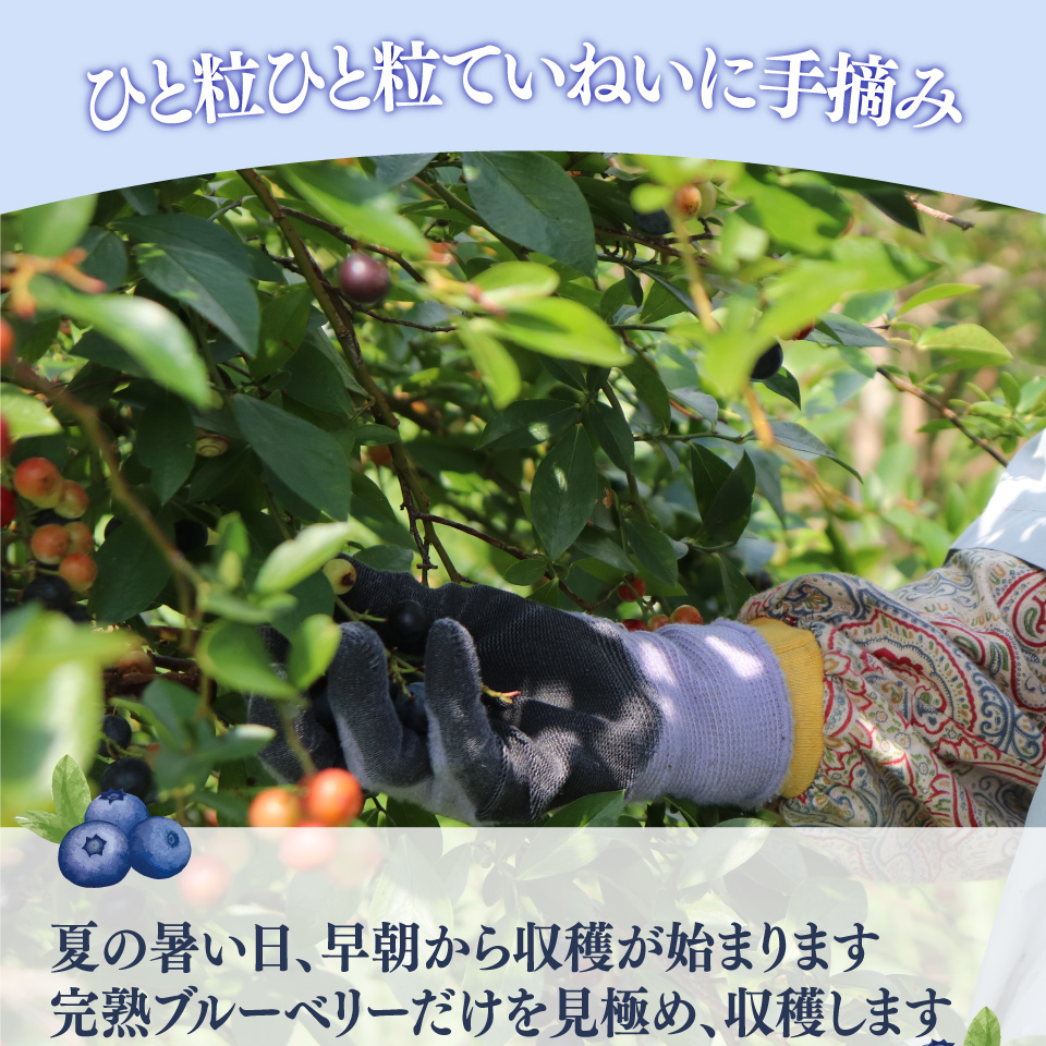 【ブルーベリー（冷凍）3kg】＜発送まで最大で４～６ヶ月程度お待たせする事があります＞