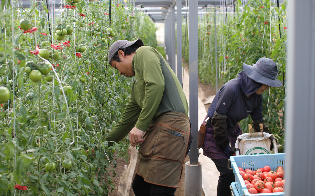 ＜＜2026年発送＞＞【3回定期便】【訳あり】トマト 約2.3kg 織田トマト 高知 サイズ 違い 混合 キズあり 大小 まるっとトマト ＜毎年2月末頃まで申込受付＞【1月頃～5月頃の間に3回お届け】