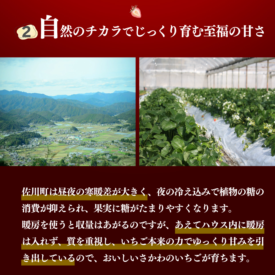 ＜2026年1月頃～3月頃発送（予定）＞【ゆめのか 285g×2パック】秀品 いちご イチゴ 苺 ストロベリー 贈答用 ギフト 佐川町産