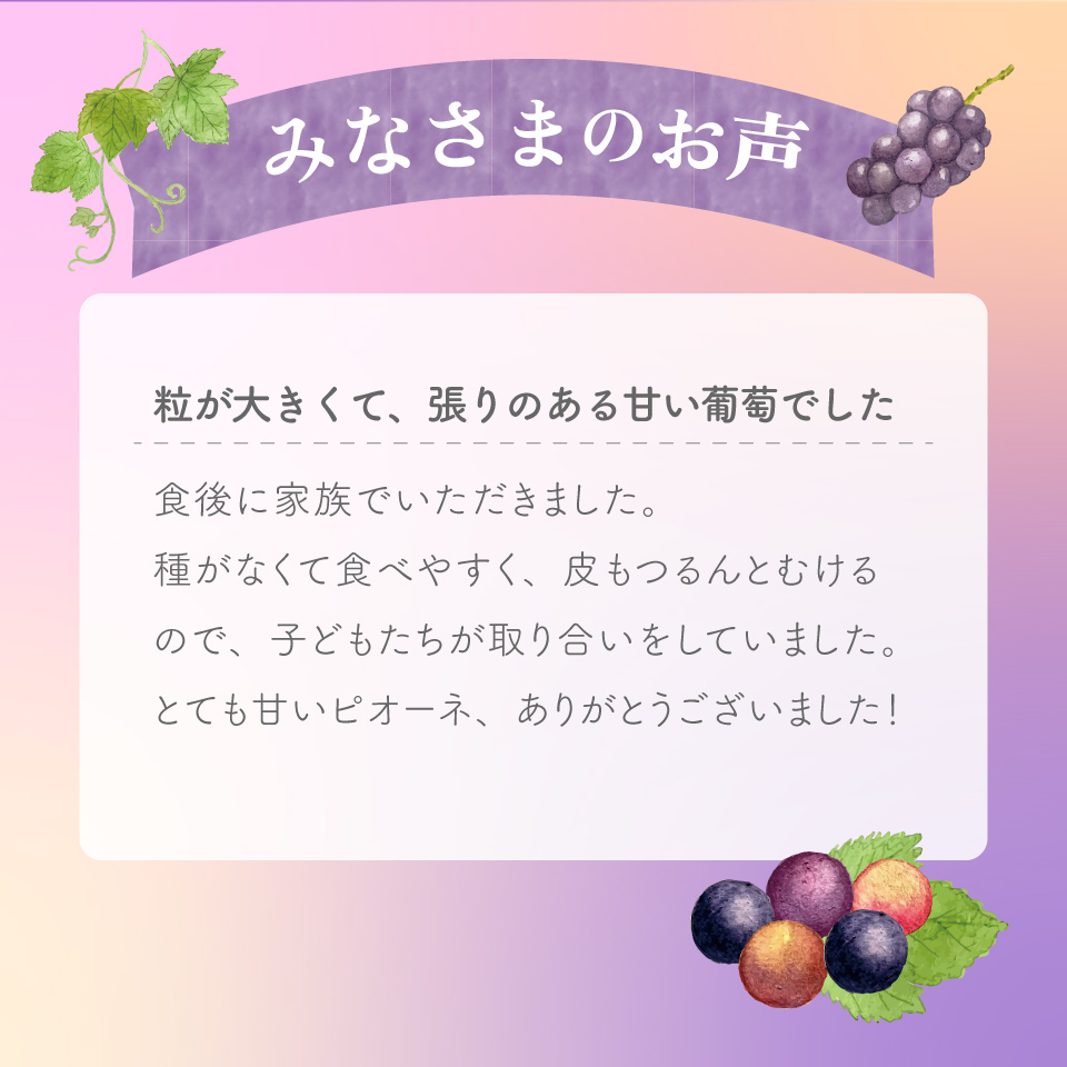 ＜ピオーネ 約1.2kg（1～2房）＞先行予約 ぶどう grape fruit フレッシュ 旬 果物 くだもの 高知県 佐川町産＜2025年8月上旬以降に発送＞