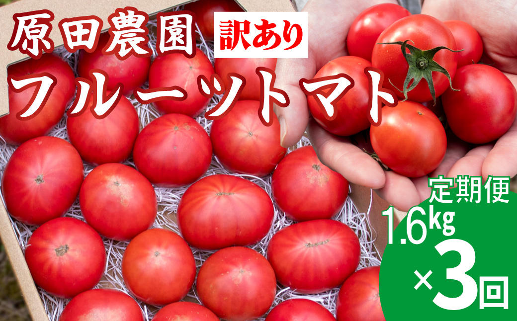 ＜2026年12月下旬頃より順次発送＞【3回定期便】 訳あり フルーツトマト 原田農園 1.6kg ＊予約受付中＊（12月下旬～5月頃発送）