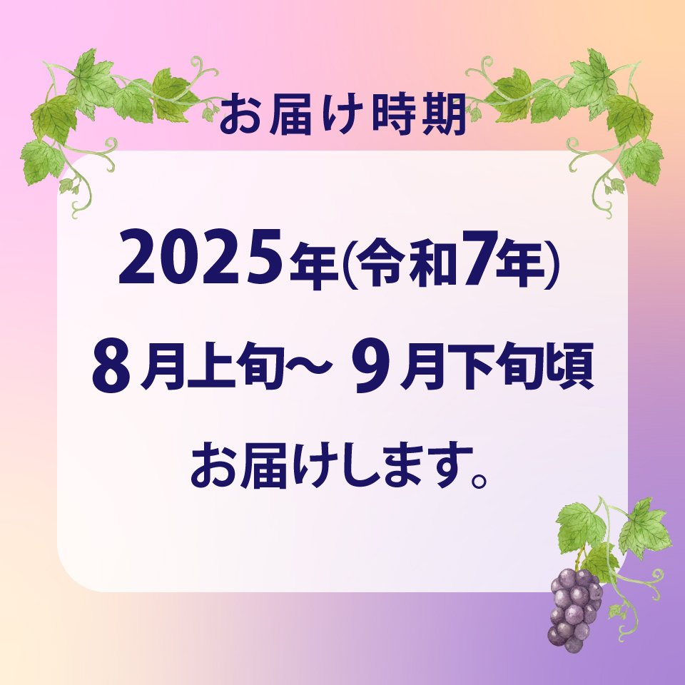 ＜ピオーネ 約1.2kg（1～2房）＞先行予約 ぶどう grape fruit フレッシュ 旬 果物 くだもの 高知県 佐川町産＜2025年8月上旬以降に発送＞