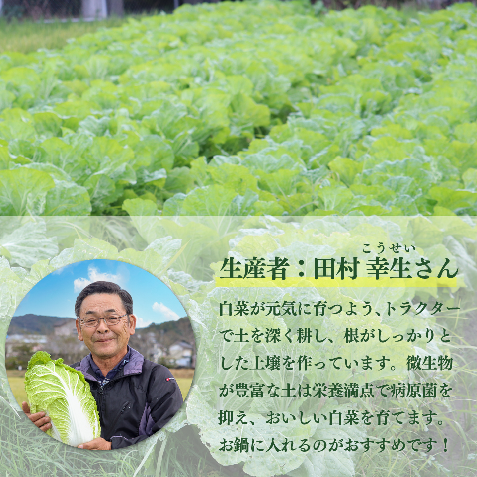 ＜佐川町産 白菜 2株（約6kg）＞ 無双 高知 新鮮 野菜 お鍋 シチュー ＜2025年12月中にお届け＞