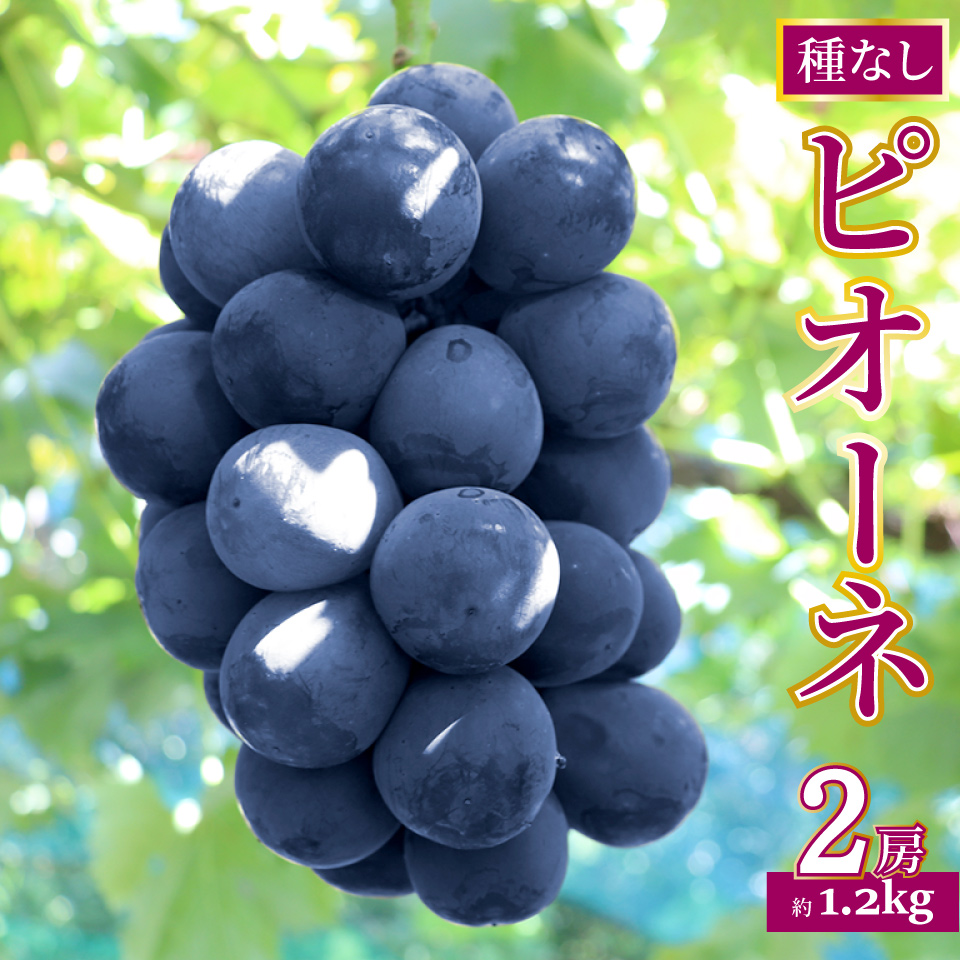 ＜ピオーネ 約1.2kg（1～2房）＞先行予約 ぶどう grape fruit フレッシュ 旬 果物 くだもの 高知県 佐川町産＜2025年8月上旬以降に発送＞