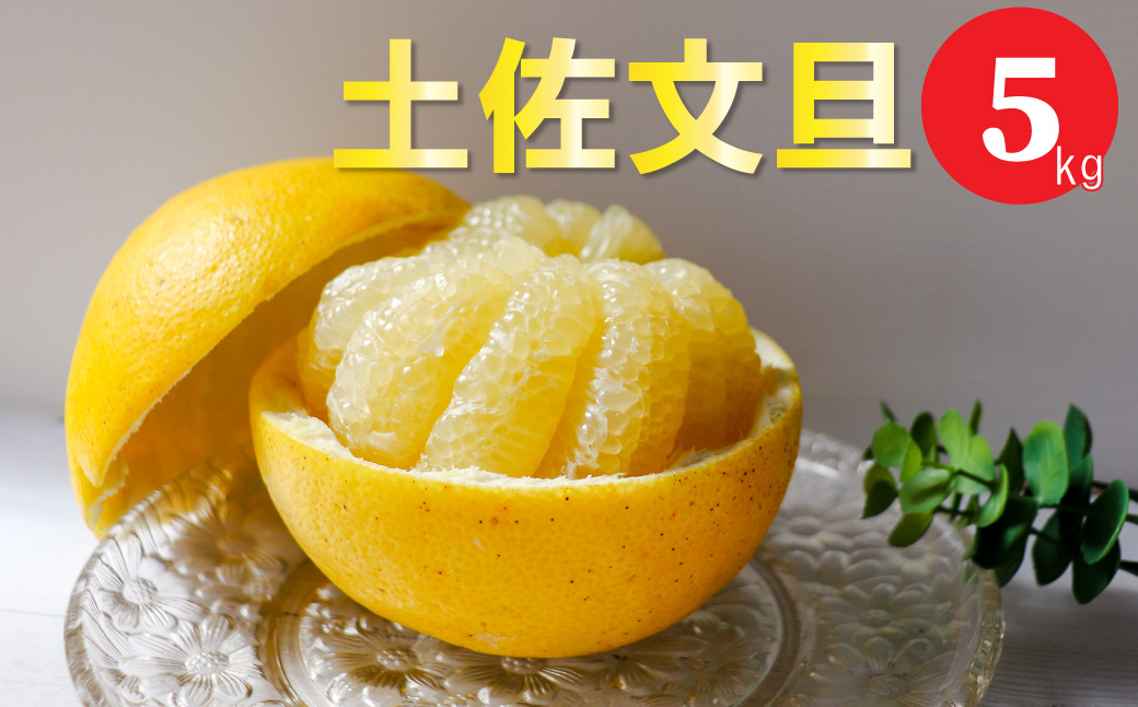 ＜2026年2月中旬～3月ごろ発送予定＞土佐文旦 【5kg】 サイズ混合 果実 果物 柑橘 フルーツ