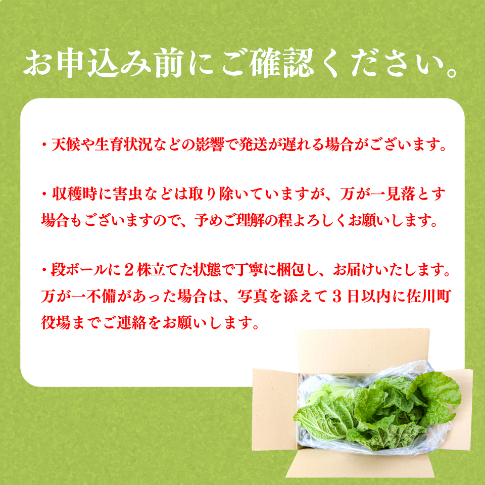 ＜佐川町産 白菜 2株（約6kg）＞ 無双 高知 新鮮 野菜 お鍋 シチュー ＜2025年12月中にお届け＞