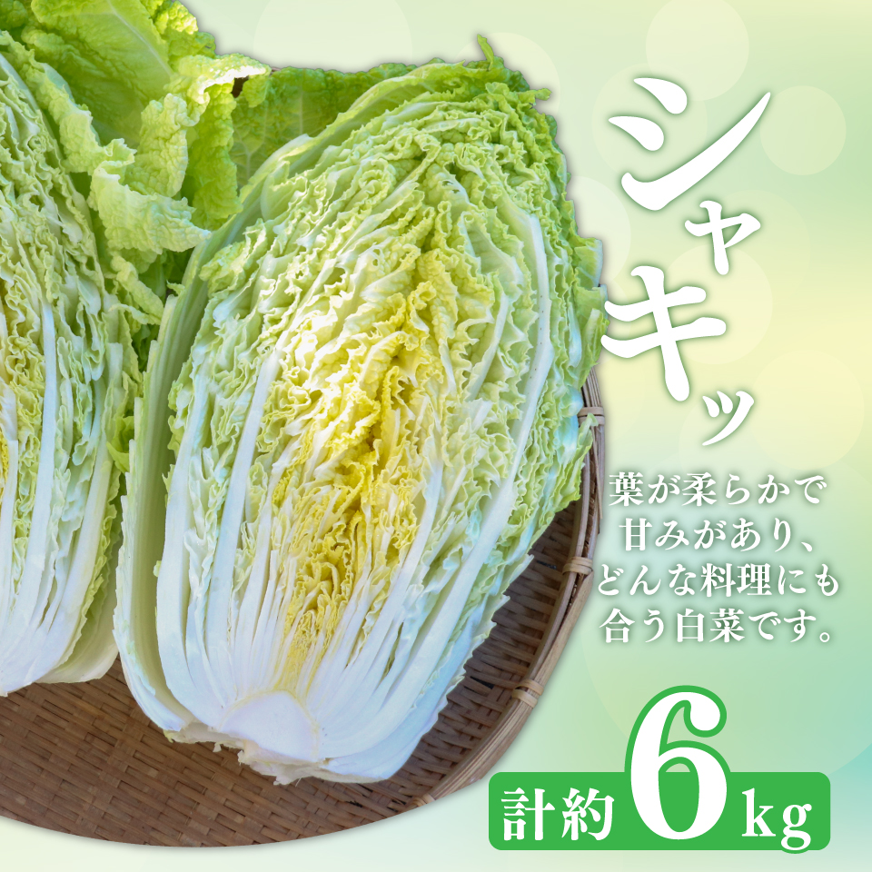 ＜佐川町産 白菜 2株（約6kg）＞ 無双 高知 新鮮 野菜 お鍋 シチュー ＜2025年12月中にお届け＞