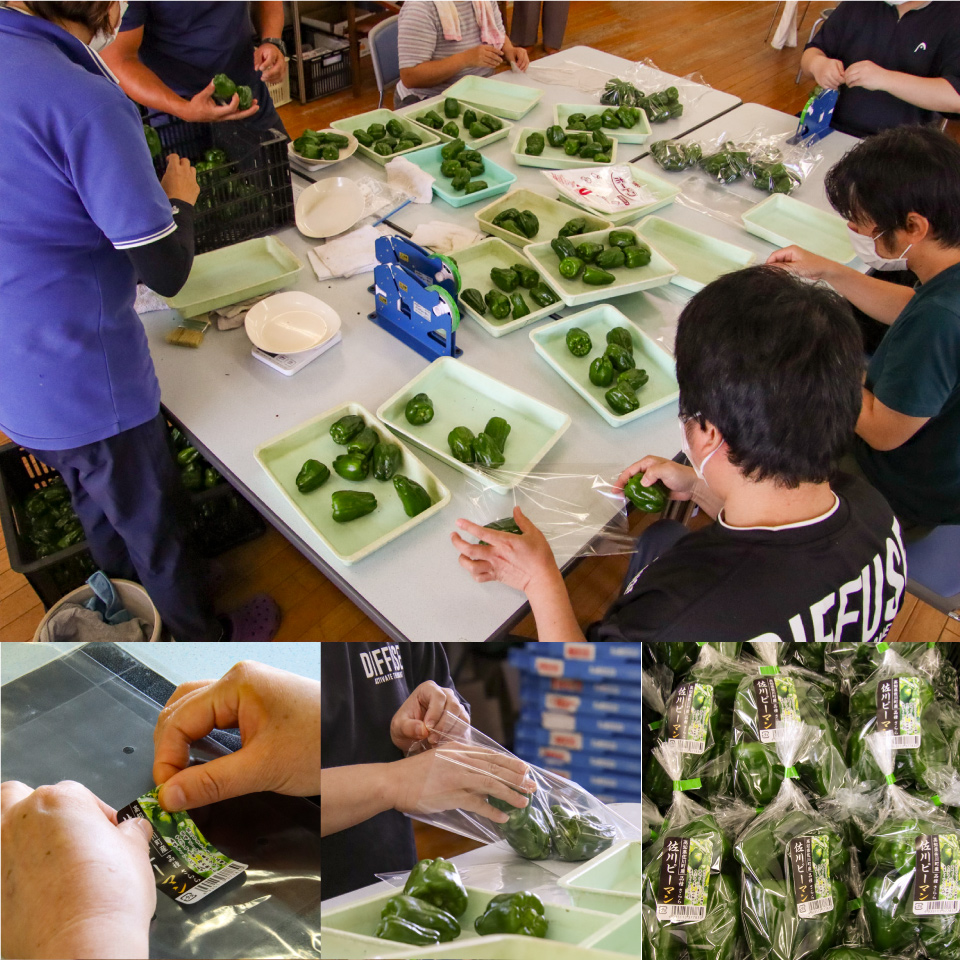 ＜ピーマン＞1kg さらら 高知 野菜 夏 苦みが少ない 佐川町産 ＜2025年5月下旬以降発送＞