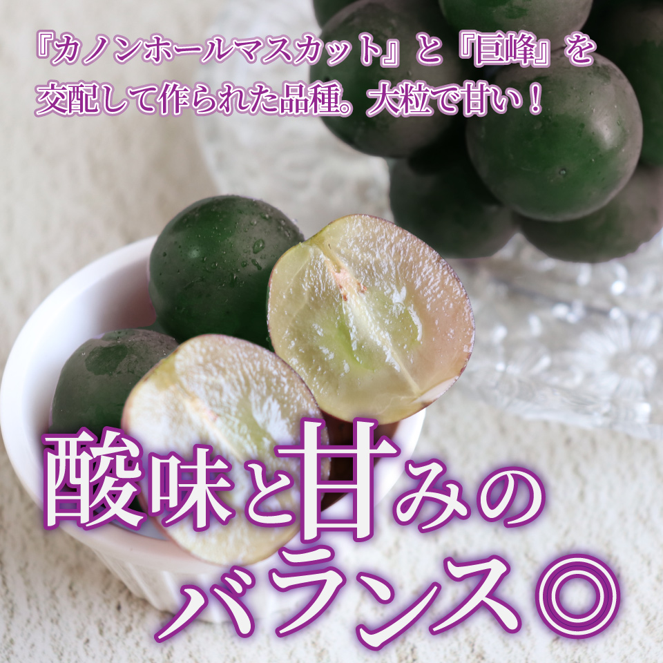 ＜ピオーネ 約1.2kg（1～2房）＞先行予約 ぶどう grape fruit フレッシュ 旬 果物 くだもの 高知県 佐川町産＜2025年8月上旬以降に発送＞