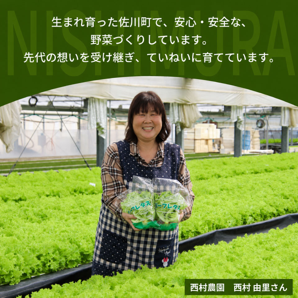 ＜佐川町産 リーフレタス 10袋＞水耕栽培 野菜 高知 新鮮 西村農園
