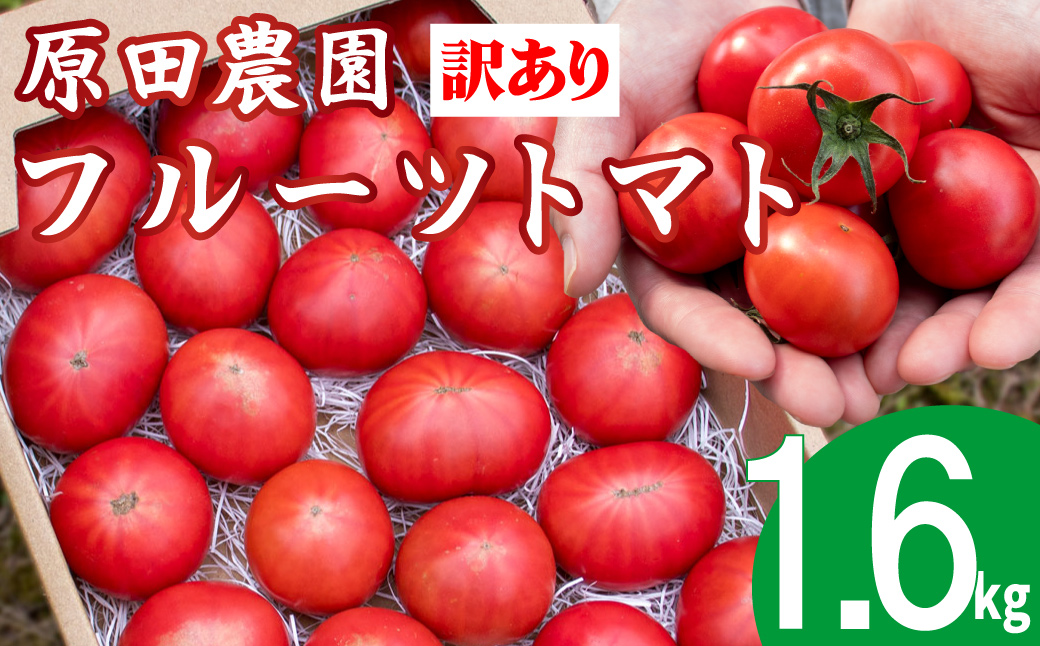 ＜2026年12月下旬頃より順次発送＞【12月下旬～5月頃発送】＜訳あり フルーツトマト 原田農園 約1.6kg 箱入＞ 桃太郎 家庭用 ワケあり 変形 キズあり 高知県 佐川町
