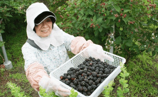 ＜冷凍ブラックベリー1.5kg＞ 高知県 佐川町 フローズン 加工向き