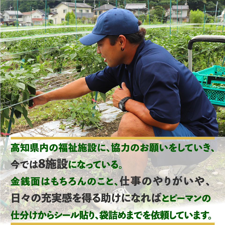 ＜ピーマン＞1kg さらら 高知 野菜 夏 苦みが少ない 佐川町産 ＜2025年5月下旬以降発送＞