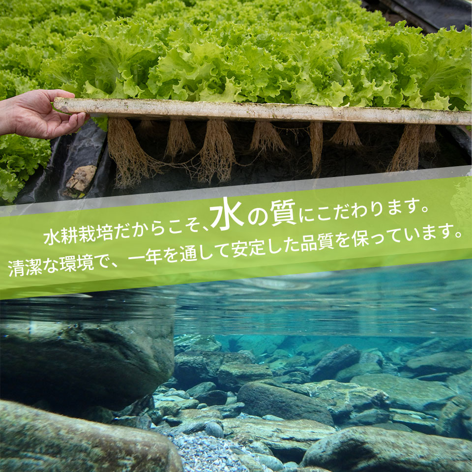 ＜佐川町産 リーフレタス 5袋＞水耕栽培 野菜 高知 新鮮 西村農園
