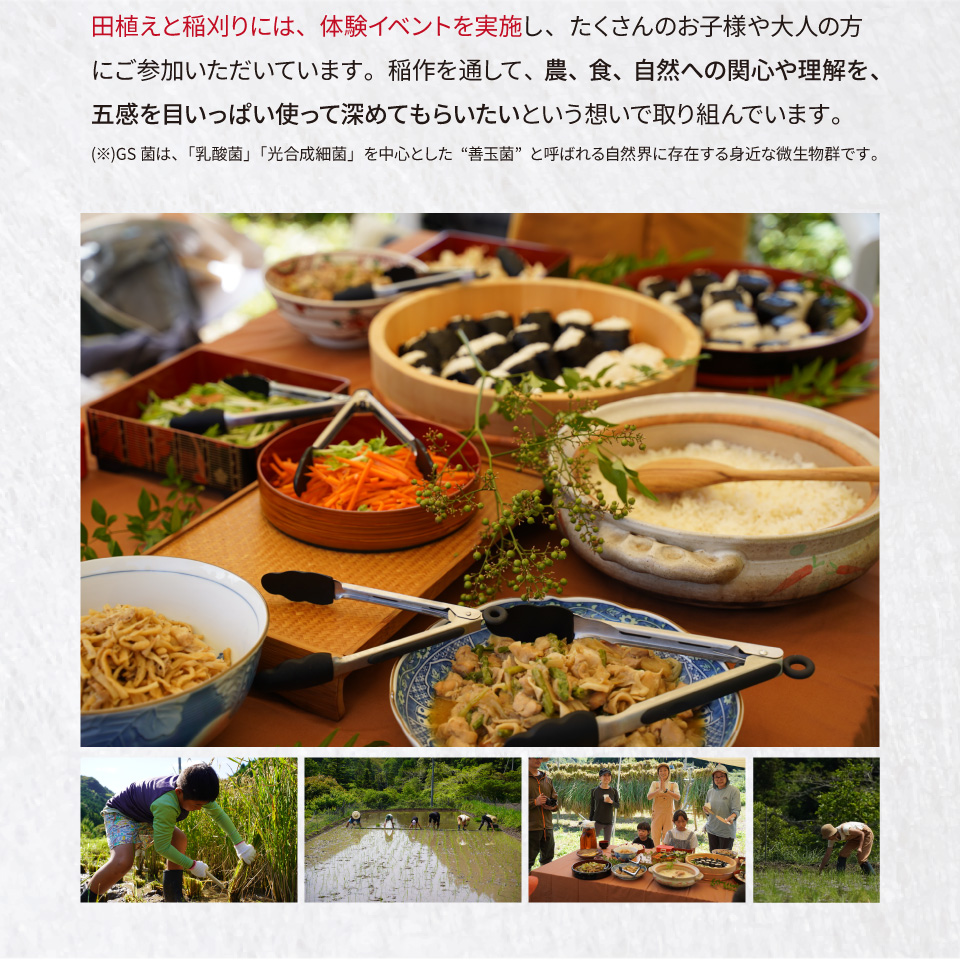 ＜薫る神様のお米 奉納米 縁起米 約3合×1袋＞希少米 香り米 奇跡の復活 ふさなり 栽培期間中、化学農薬化学肥料不使用