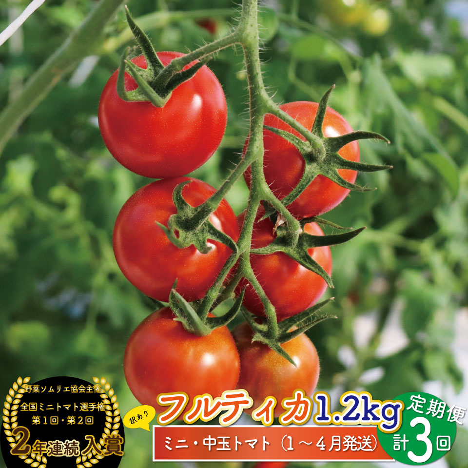 【2027年1月頃〜4月頃発送】＜約1.2kg×3回 定期便＞訳あり 規格外 フルティカ トマト ましまファーム ミニトマト フルーツトマト アイメック  ワケあり  *予約受付中*
