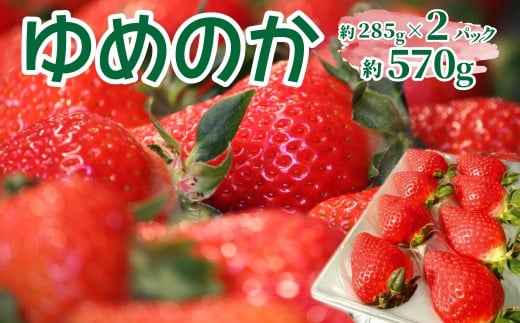 [2026年1月頃〜3月頃発送(予定)][ゆめのか 285g×2パック]秀品 いちご イチゴ 苺 ストロベリー 贈答用 ギフト 佐川町産