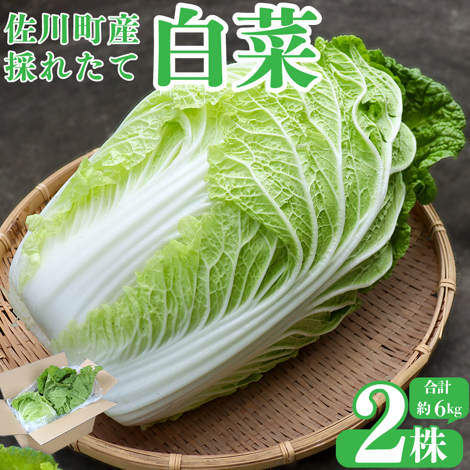 ＜佐川町産 白菜 2株（約6kg）＞ 無双 高知 新鮮 野菜 お鍋 シチュー ＜2025年12月中にお届け＞