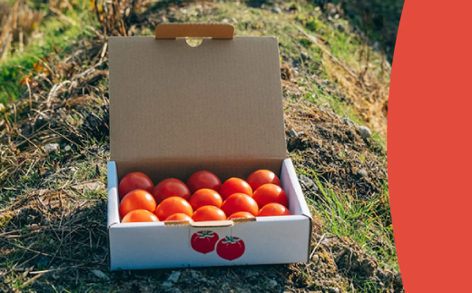 【先行予約】 フルーツトマト 原田農園 約800g（小箱）
