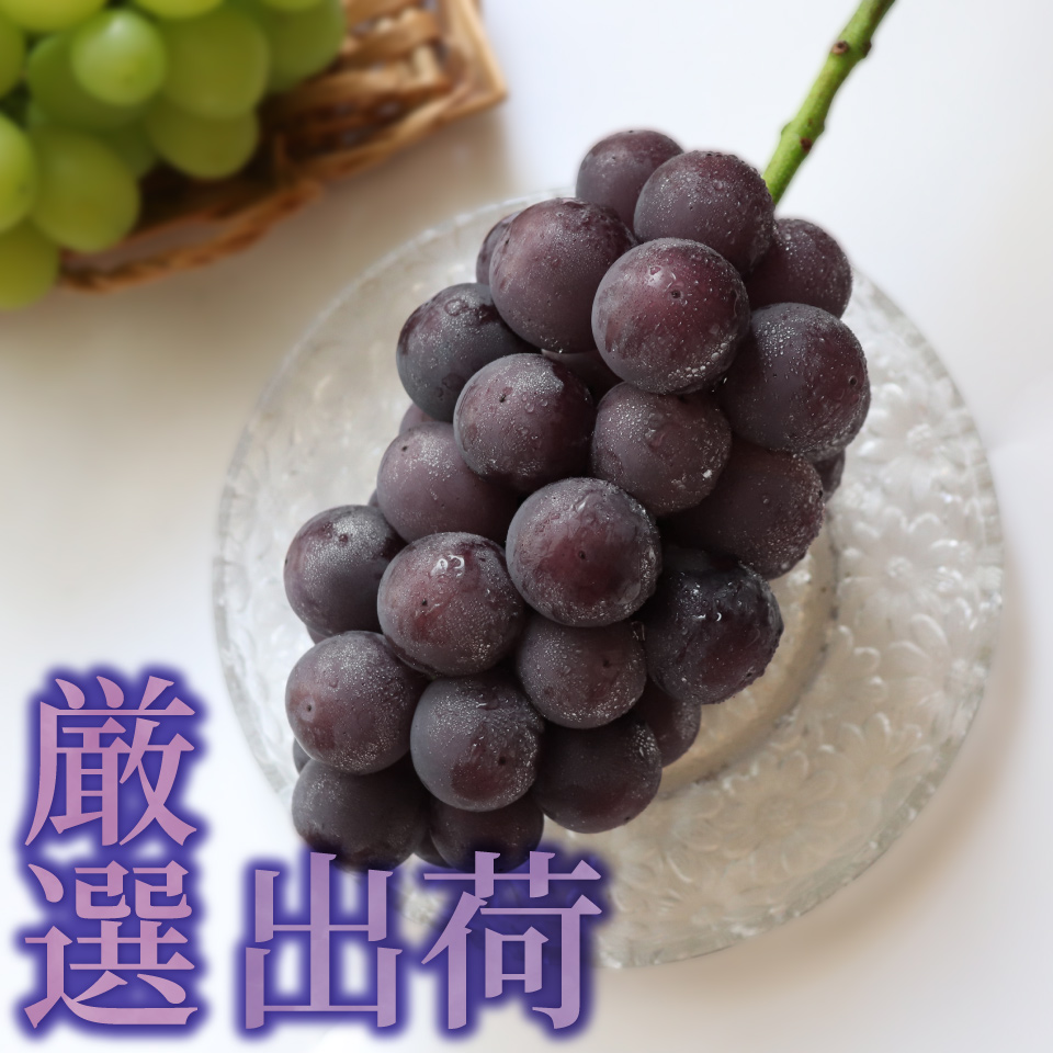 ＜ピオーネ 約1.2kg（1～2房）＞先行予約 ぶどう grape fruit フレッシュ 旬 果物 くだもの 高知県 佐川町産＜2025年8月上旬以降に発送＞