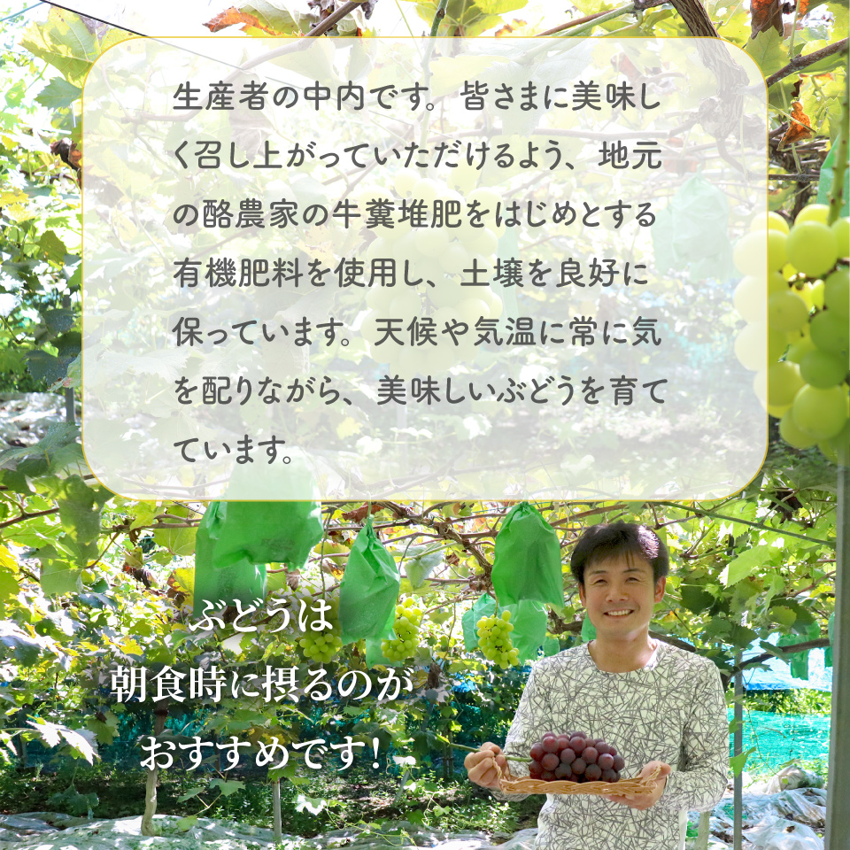 ＜ピオーネ 約1.2kg（1～2房）＞先行予約 ぶどう grape fruit フレッシュ 旬 果物 くだもの 高知県 佐川町産＜2025年8月上旬以降に発送＞