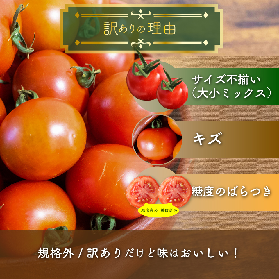 【2027年1月頃〜4月頃発送】＜約1.2kg×3回 定期便＞訳あり 規格外 フルティカ トマト ましまファーム ミニトマト フルーツトマト アイメック  ワケあり  *予約受付中*