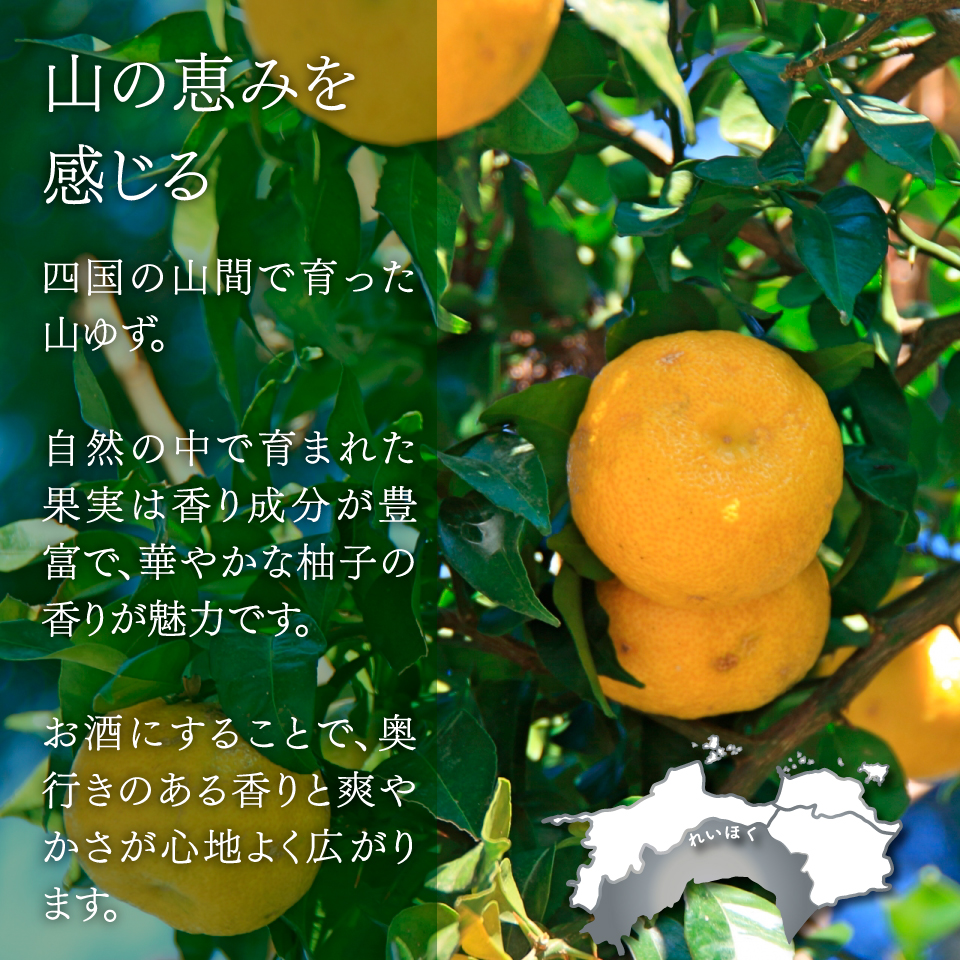 【司牡丹酒造 山柚子搾り ゆずの酒 720ml×3本】 リキュール 果実酒 ユズ 化粧箱入り 純米酒ベース 香料・着色料・酸味料・保存料など一切無添加 朝ドラ らんまん 牧野富太郎 岸屋