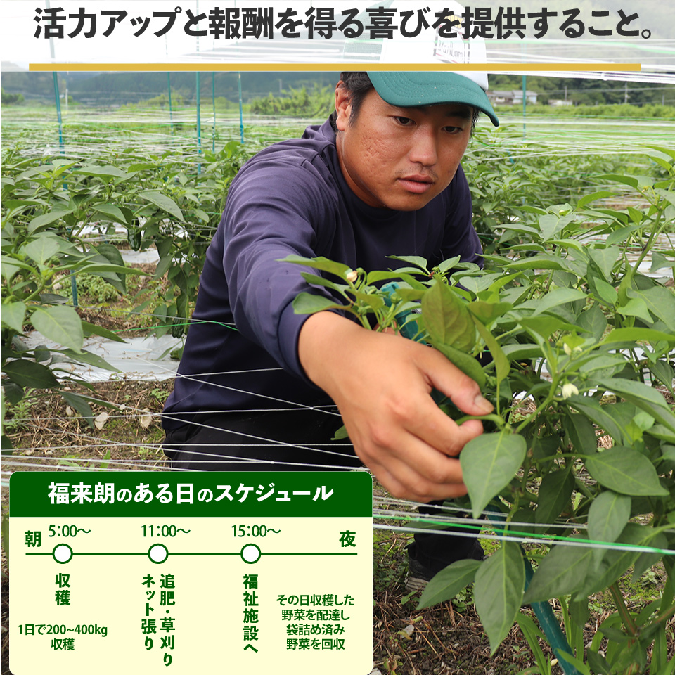 ＜ピーマン＞1kg さらら 高知 野菜 夏 苦みが少ない 佐川町産 ＜2025年5月下旬以降発送＞