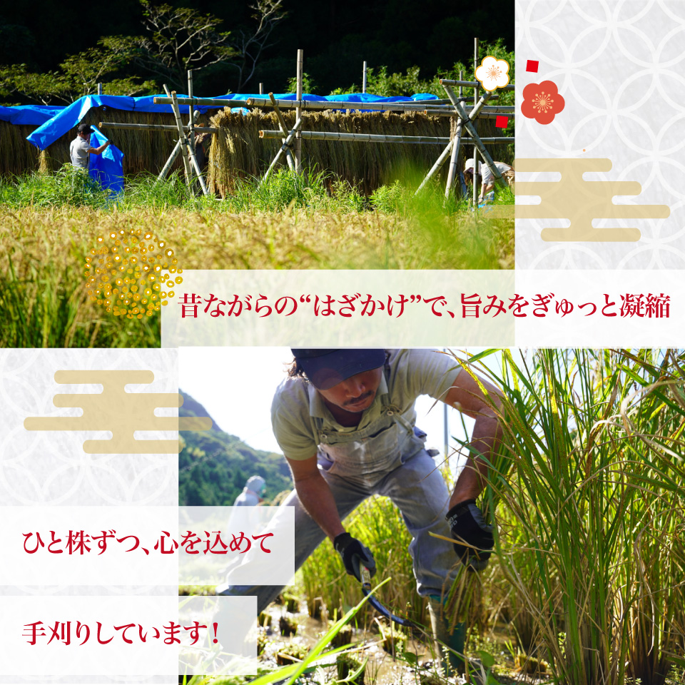 ＜薫る神様のお米 奉納米 縁起米 約3合×1袋＞希少米 香り米 奇跡の復活 ふさなり 栽培期間中、化学農薬化学肥料不使用