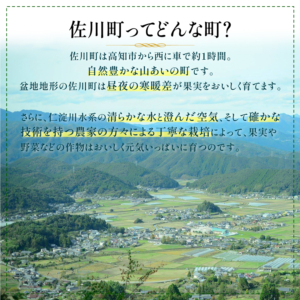 （全３回）佐川町産フルーツ 定期便R5　 いちご 文旦 梨　＜2025年イチゴまたは文旦から発送＞