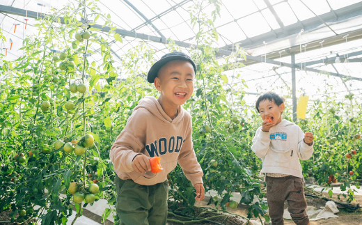 フルーツトマト 原田農園 約800g（小箱）　＜毎年1～5月頃まで発送＞